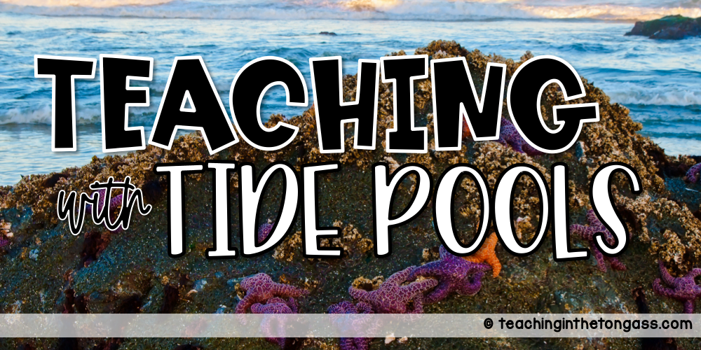 tide pool activities for kids