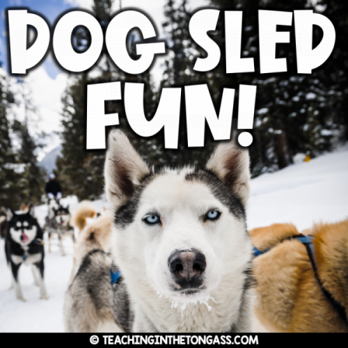 Iditarod Alaska Sled Dogs