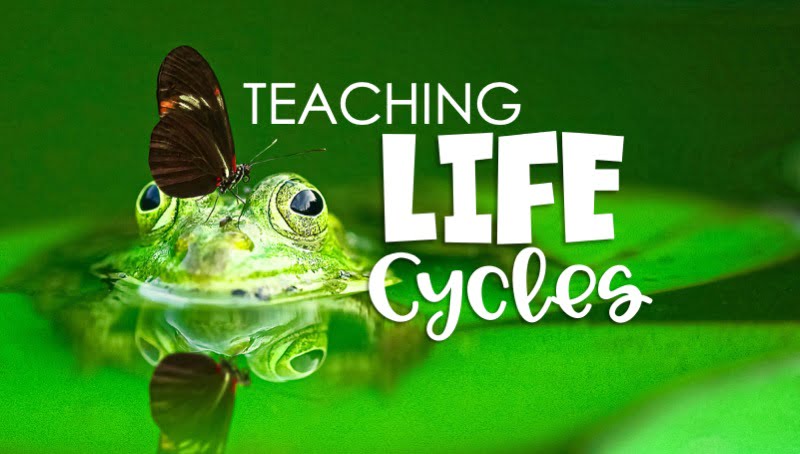 life cycle teaching ideas